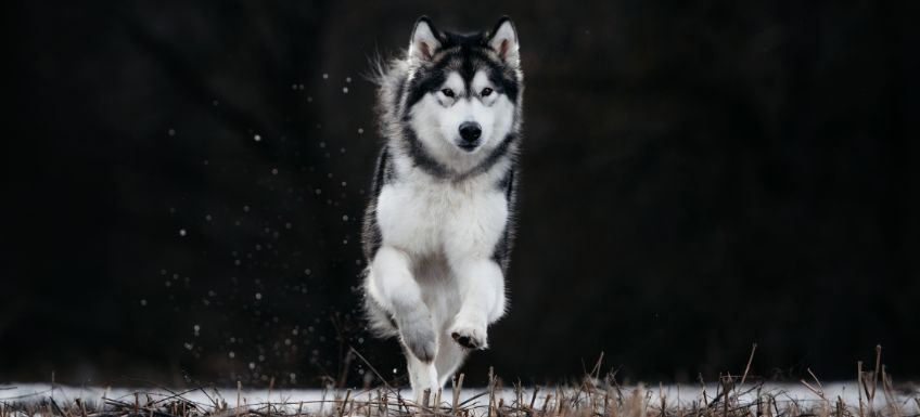 Guide to Owning a Alaskan Malamute: Grooming, Health and More | Guide to  Owning a Alaskan Malamute: Grooming, Health and More