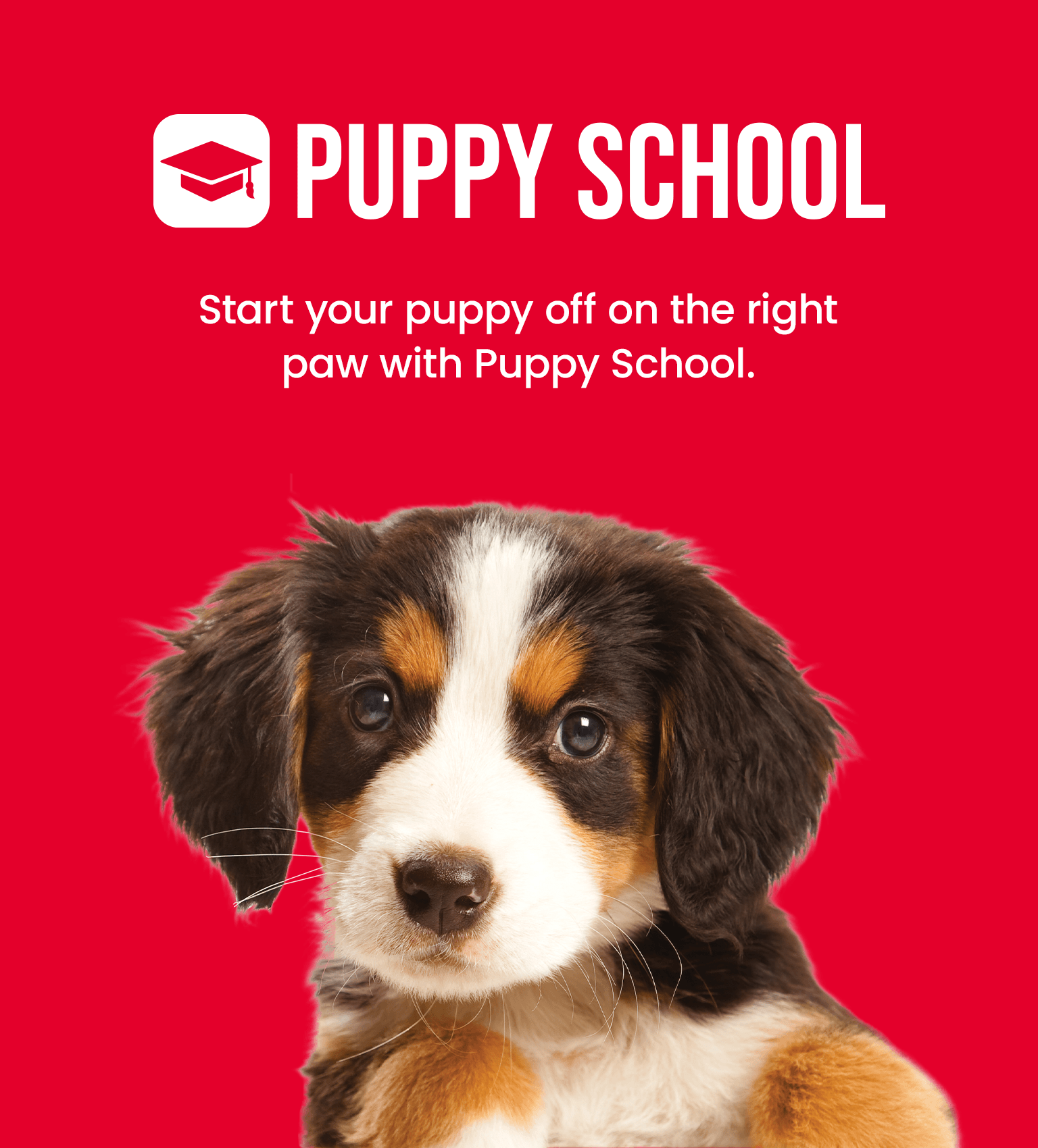 Petstock Store Petstock Dog Wash Petstock Diy Dog Dog Wash Pet