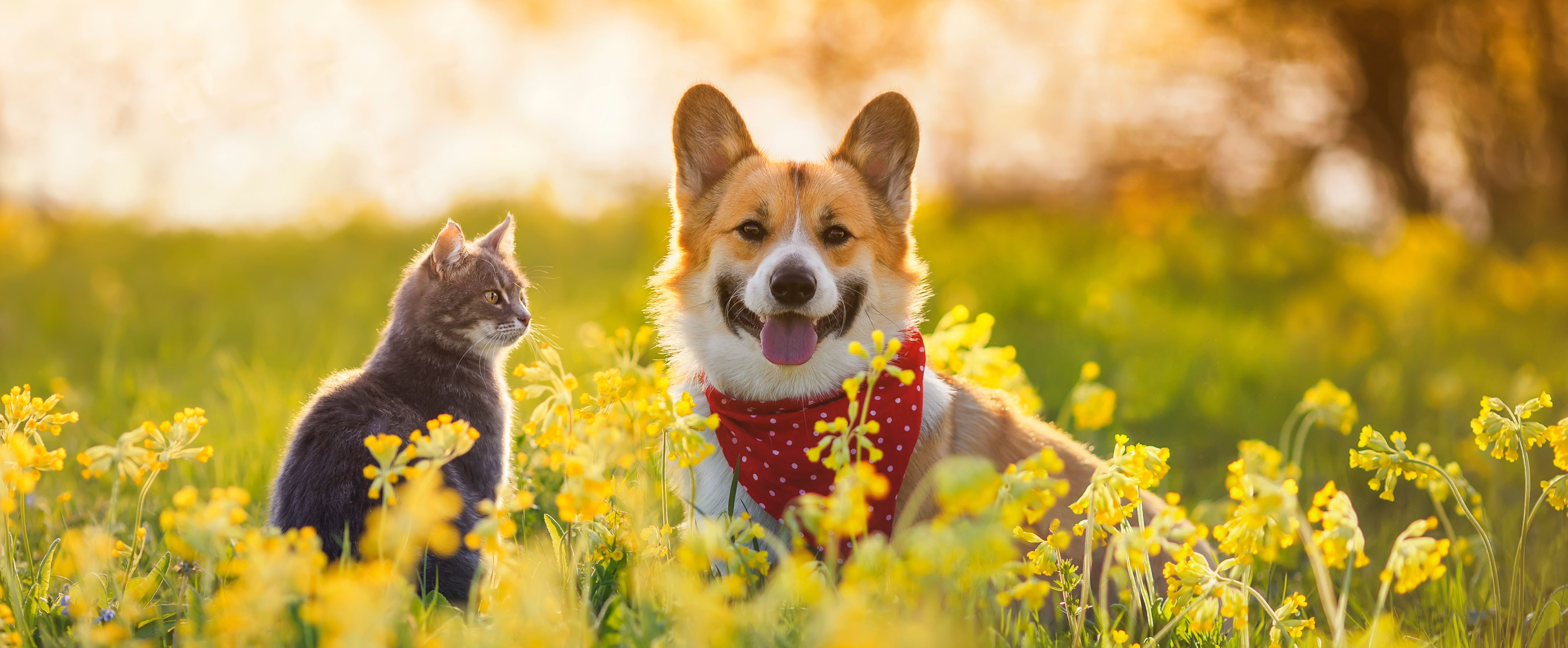 Royal Canin Yorkshire Terrier Adult Dry Dog Food